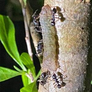 Caterpillar